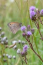 Creeping thistle Cirsium arvense var. arvense flowers with butterfly Royalty Free Stock Photo